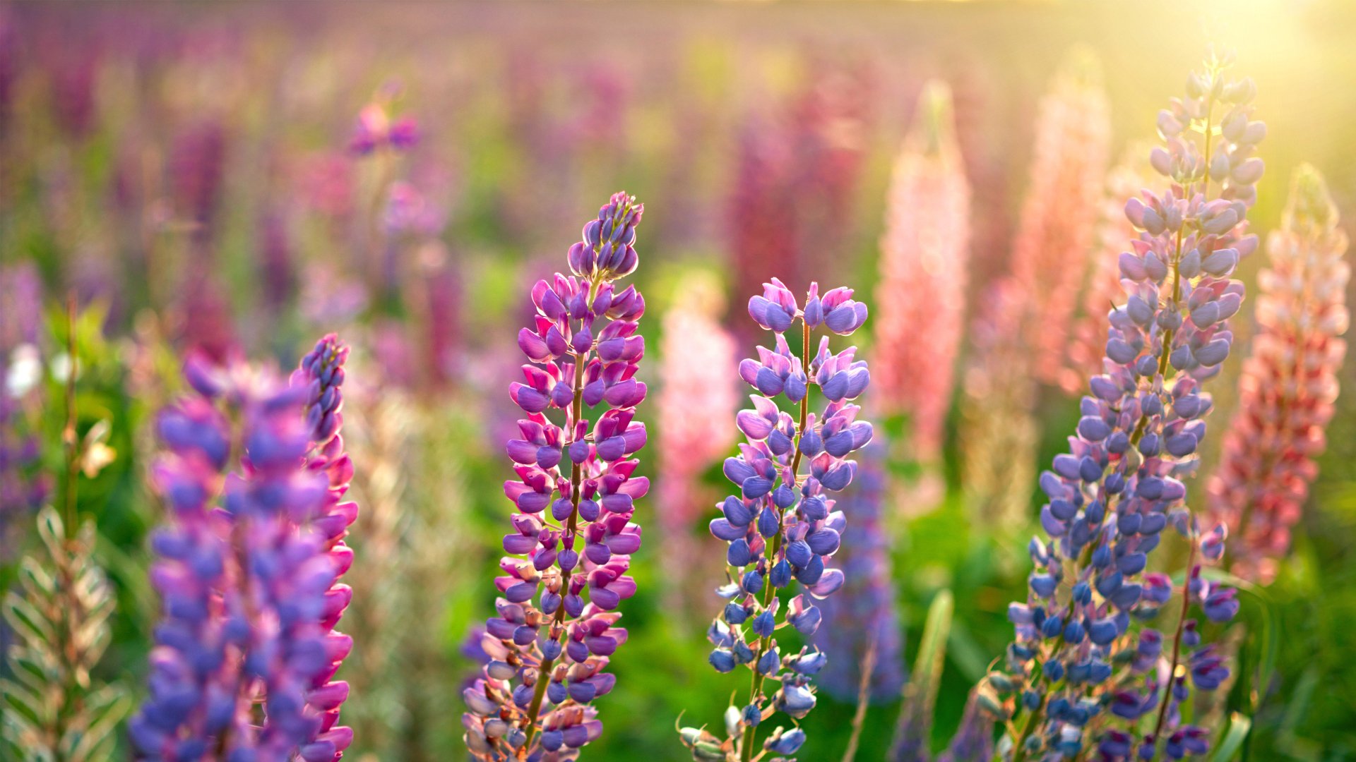 Lupine Bliss: 4k Ultra HD Wallpaper. Download Now!