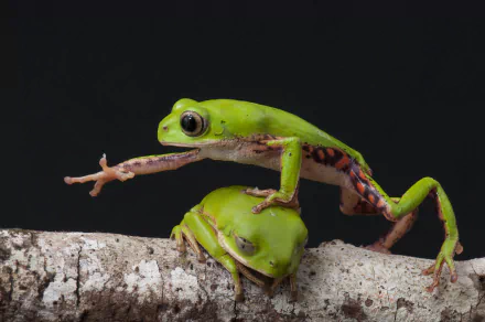  Two male Rohde's leaf frogs (Pithecopus rohdei) in Bahia, Brazil - also called Mertens' leaf frog by Renato Augusto Martins