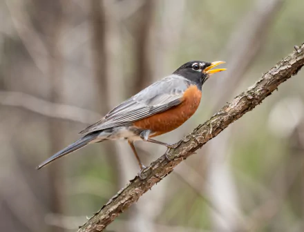  American robin making a high-pitched alarm call in Prospect Park by Rhododendrites