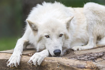 Animal wolf HD Desktop Wallpaper | Background Image