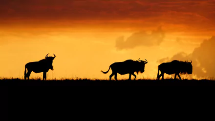 silhouette Maasai Mara National Reserve Animal wildebeest HD Desktop Wallpaper | Background Image
