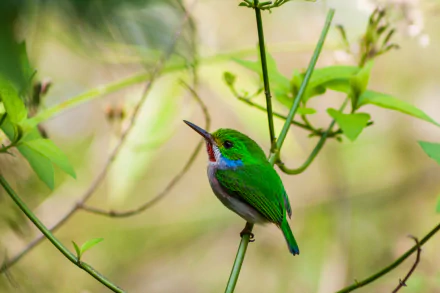 cuban tody Animal bird HD Desktop Wallpaper | Background Image