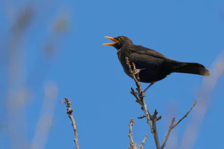 Animal Blackbird HD Desktop Wallpaper | Background Image