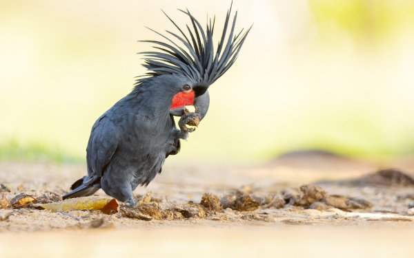 Animal Palm cockatoo Birds Cockatoos HD Wallpaper | Background Image