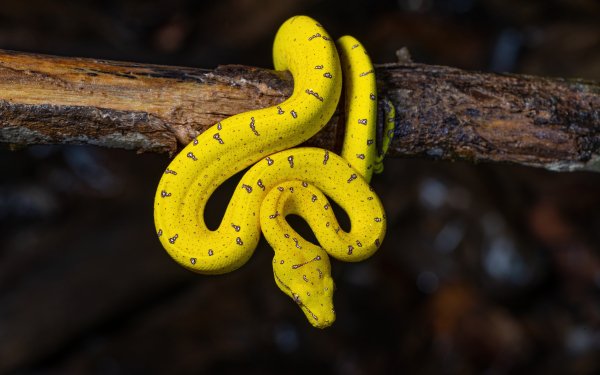 Animal Python Reptiles Snakes Green Tree Python HD Wallpaper | Background Image