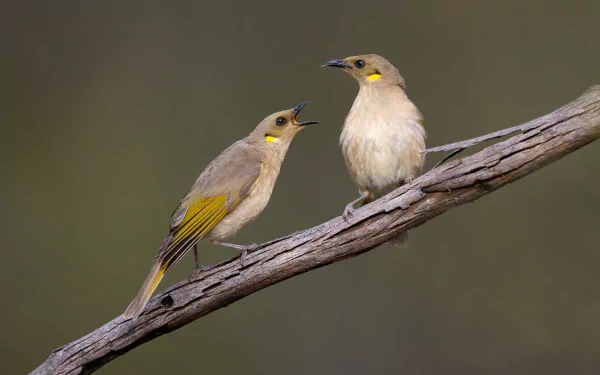  Fuscous honeyeaters (Ptilotula fusca), Castlereagh Nature Reserve, New South Wales, Australia by JJ Harrison