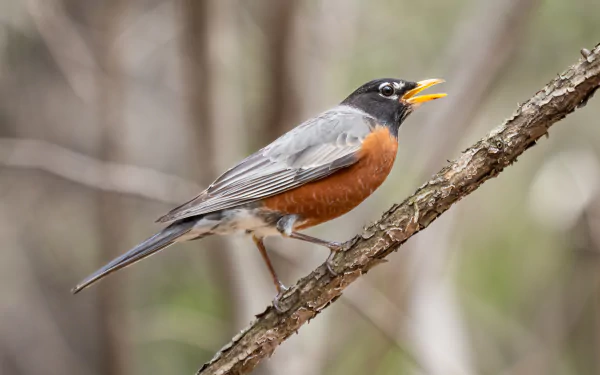  American robin making a high-pitched alarm call in Prospect Park by Rhododendrites