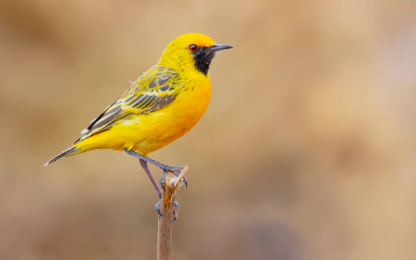 HD desktop wallpaper featuring a vibrant orange bird perched on a branch against a softly blurred background.