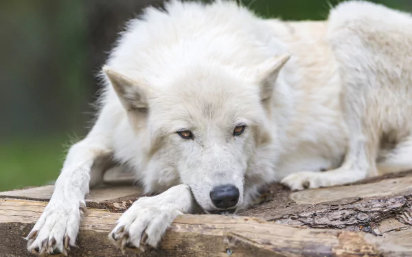 A close-up of a white wolf resting on a log, captured in sharp detail for a 4K Ultra HD PC desktop wallpaper.
