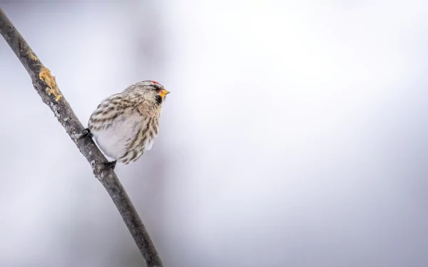 common redpoll Animal HD Desktop Wallpaper | Background Image