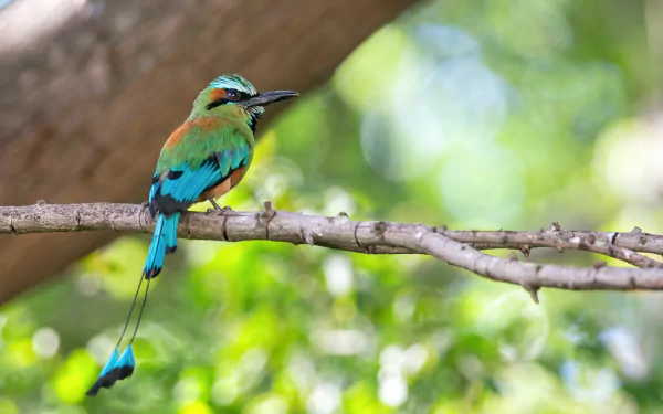  Turquoise-browed Motmot (Eumomota superciliosa) by Roberto Zuniga