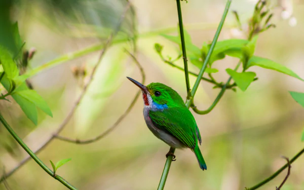 cuban tody Animal bird HD Desktop Wallpaper | Background Image