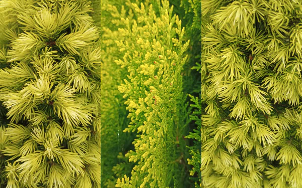  Conifers