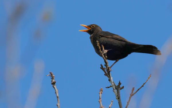 Animal Blackbird HD Desktop Wallpaper | Background Image