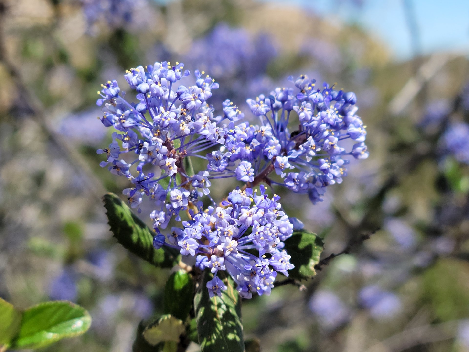 Close-up blue flowering plant with green leaves in soft-focus nature; detailed photography, 8K Ultra HD PC desktop wallpaper and background.