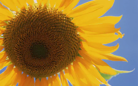 nature sunflower HD Desktop Wallpaper | Background Image
