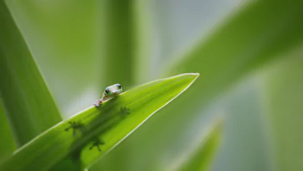 Close-up 4K Ultra HD image of a small gecko perched on a vibrant green leaf, showcasing detailed textures and natural colors for a crisp desktop wallpaper background.