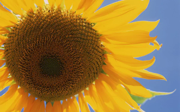 Beautiful sunflower field under the sun, perfect as a HD desktop wallpaper.