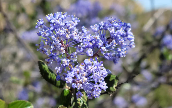  Floral Closeup - Blue Flowers