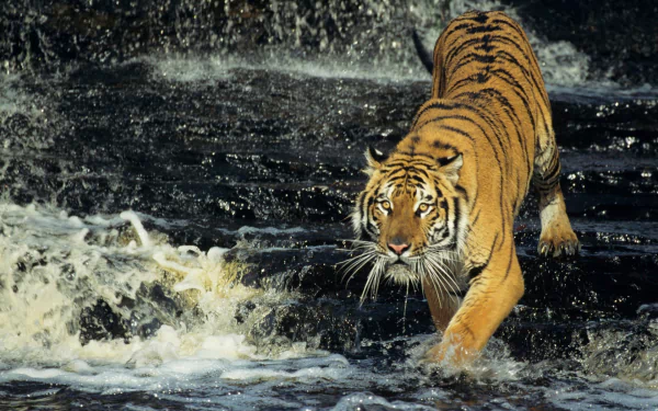 Animal tiger HD Desktop Wallpaper | Background Image