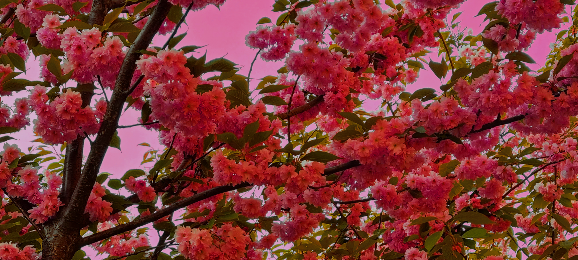 Vibrant pink flowers bloom on green leafy tree branches against a soft pink sky, captured in an HD PC desktop wallpaper showcasing nature's beauty.