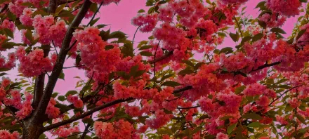 Vibrant pink flowers bloom on green leafy tree branches against a soft pink sky, captured in an HD PC desktop wallpaper showcasing nature's beauty.