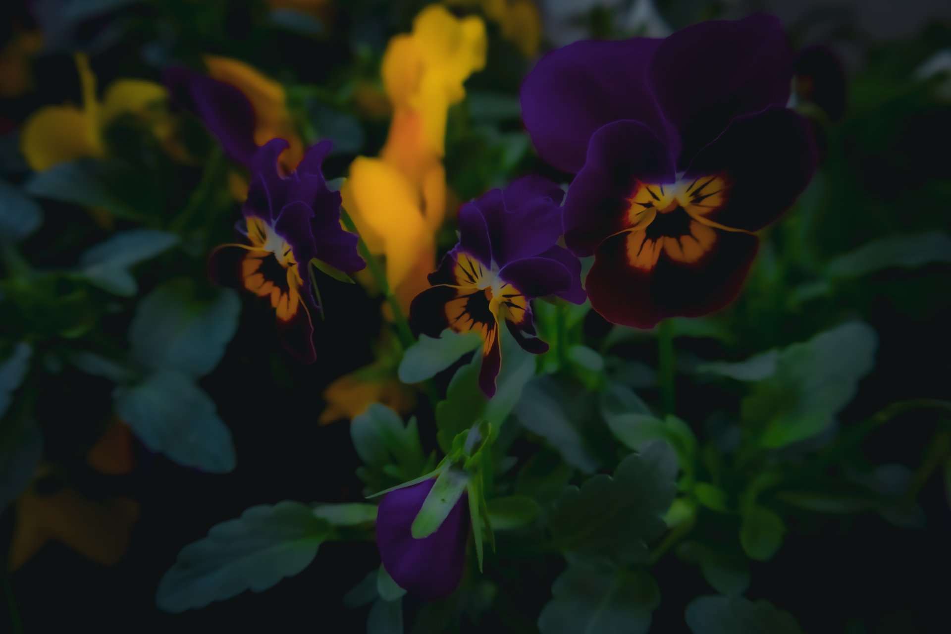 Flower by Fluegelhero