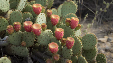 A vibrant prickly pear cactus adorned with bright red fruit, captured in high definition, creating a striking desktop wallpaper and background.