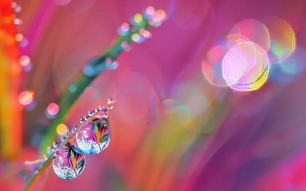 HD wallpaper of vibrant dew drops on a blade of grass with a colorful, bokeh background.