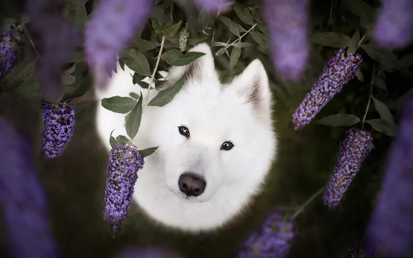 samoyed HD Desktop Wallpaper | Background Image
