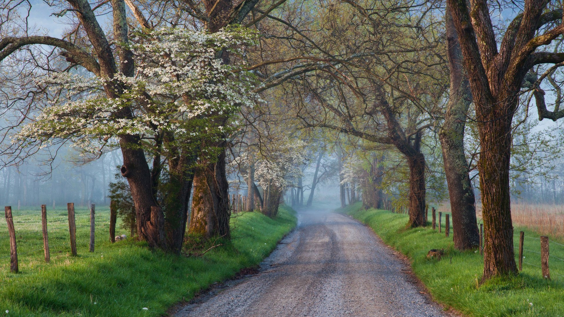 A serene nature path lined with blooming and leafless trees stretches into a misty distance, captured in 4K Ultra HD for a PC desktop wallpaper backdrop.