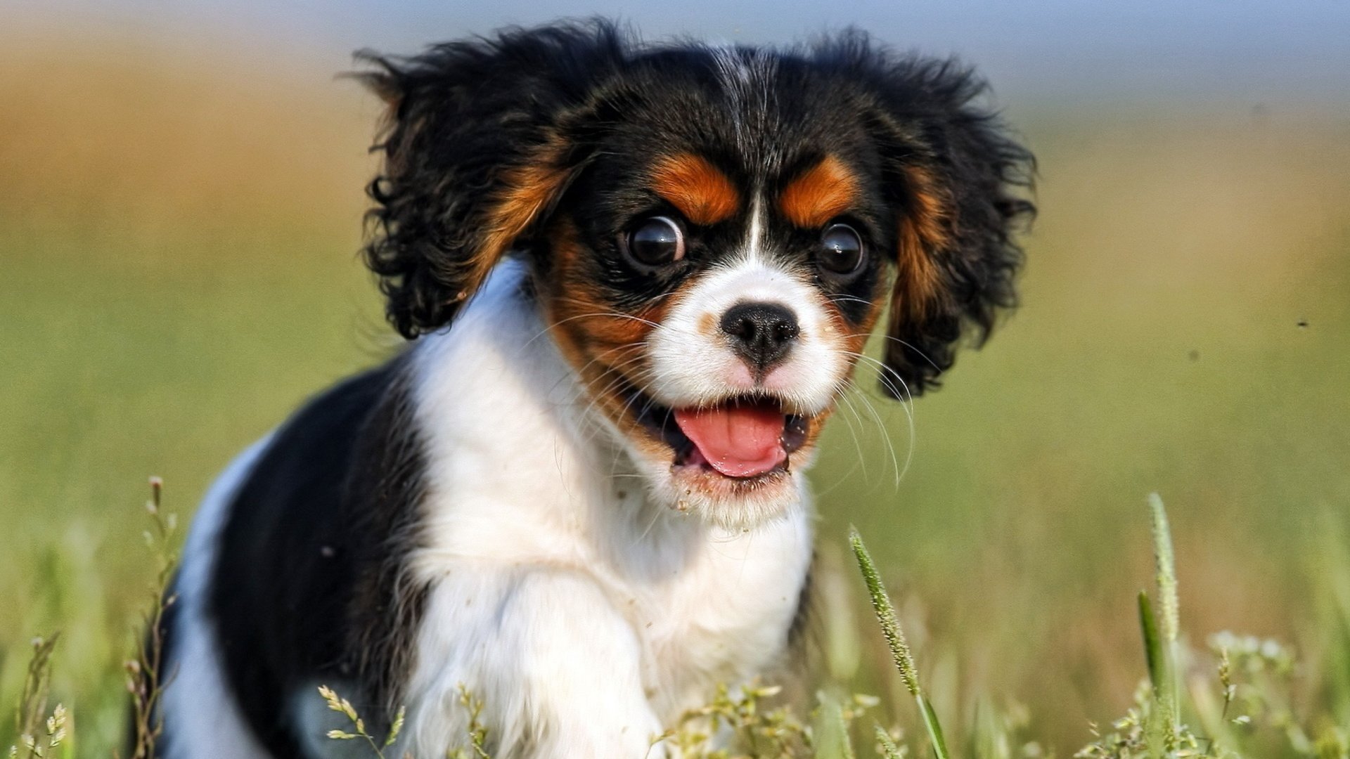 HD desktop wallpaper featuring a joyful Cavalier King Charles Spaniel puppy running through a grassy field with a blurred natural background.