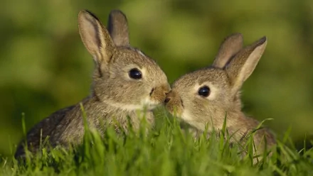 Two adorable rabbits nuzzle each other amidst a lush green background, creating a charming and captivating HD wallpaper for animal lovers.