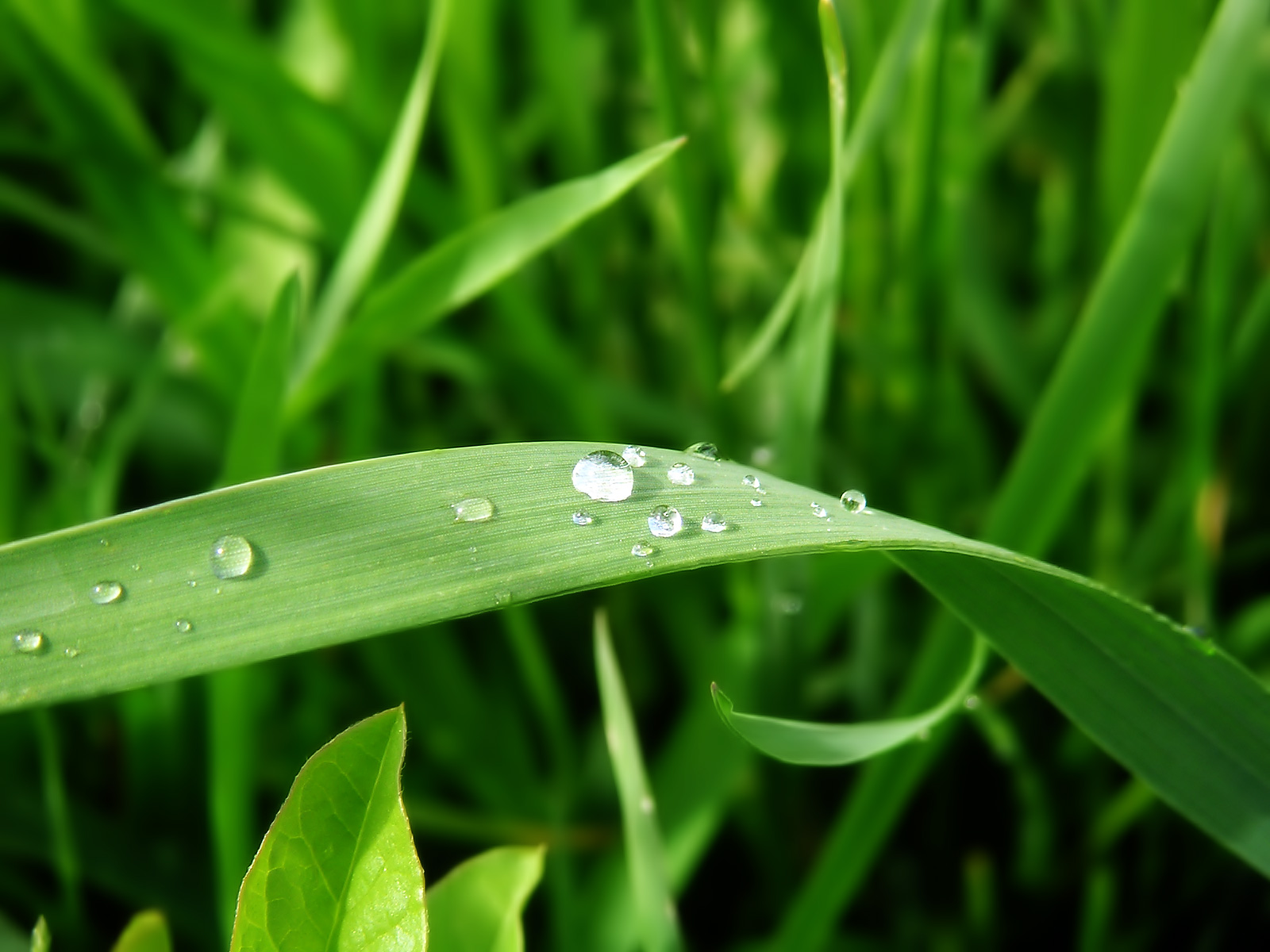 Dew drop on grass close-up