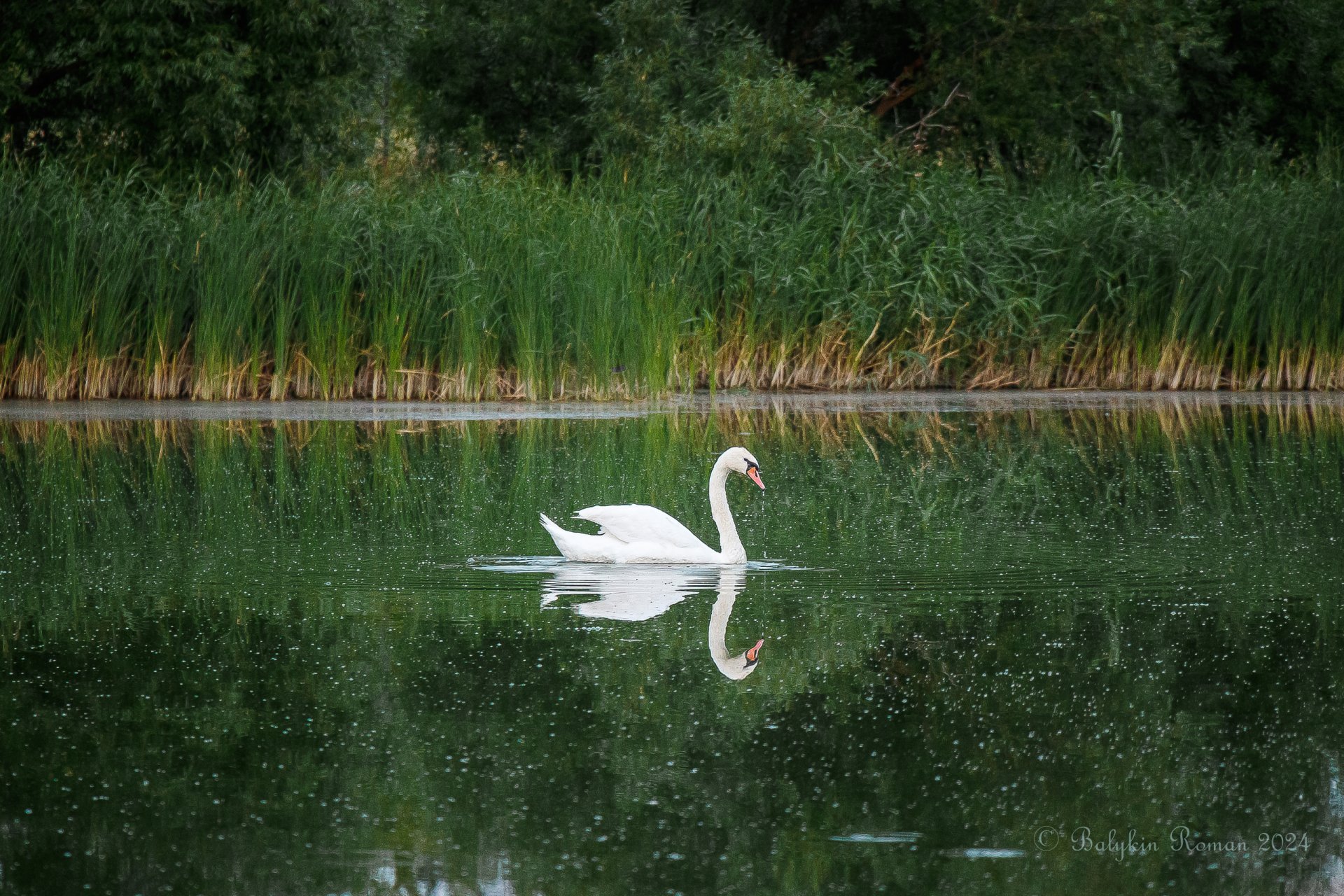 swan by Vergilius