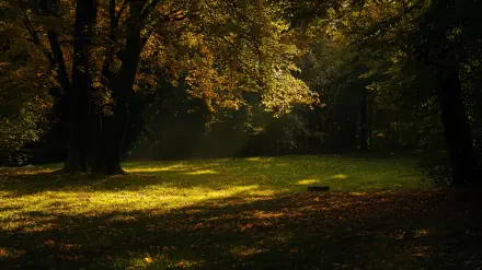 A serene fall scene with vibrant autumn leaves illuminating a peaceful clearing, captured in stunning 4K Ultra HD, showcasing the beauty of fall weather.