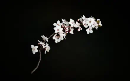 cherry blossom HD Desktop Wallpaper | Background Image