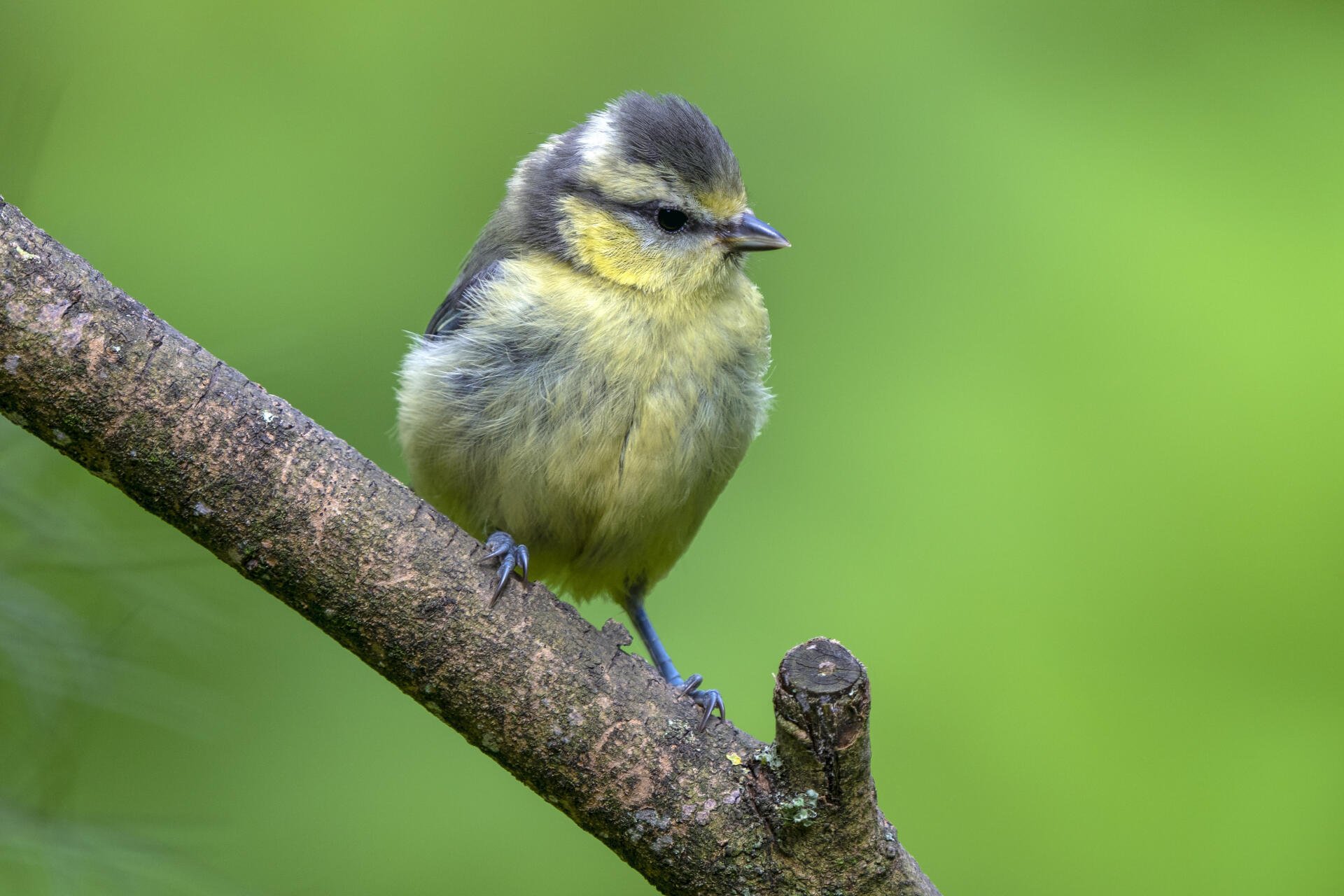 Download Animal Bird 4k Ultra HD Wallpaper