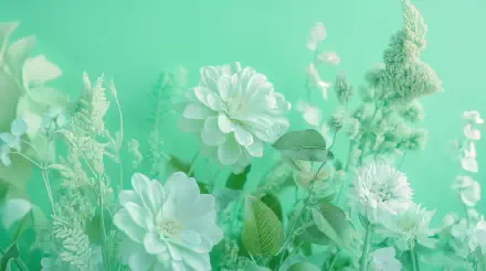 A serene arrangement of delicate white flowers against a mint green background, creating a calming atmosphere in this 4K Ultra HD desktop wallpaper.
