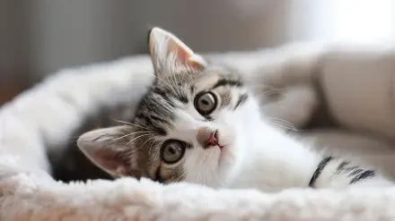 A cute cat with striking eyes rests comfortably in a soft bed, captured in stunning 4K Ultra HD, making it a delightful desktop wallpaper.