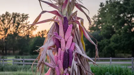 A vibrant cornstalk displaying purple and pink ears of corn, set against a soft sunset backdrop. This 4K Ultra HD wallpaper captures the beauty of nature.