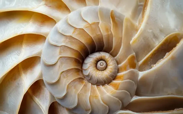 A detailed close-up of a nautilus shell showcasing a Fibonacci spiral, featuring soft beige tones, designed as a 4K Ultra HD desktop wallpaper and background.