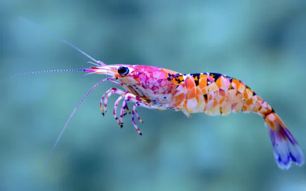 A vibrant shrimp with striking pink and orange patterns swims gracefully, captured in stunning 4K Ultra HD, perfect for a desktop wallpaper and background.