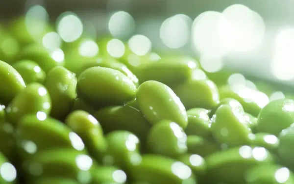 Close-up of glossy green edamame with a soft-focus background, showcasing their vibrant color and texture. This image serves as a 4K Ultra HD desktop wallpaper and background.