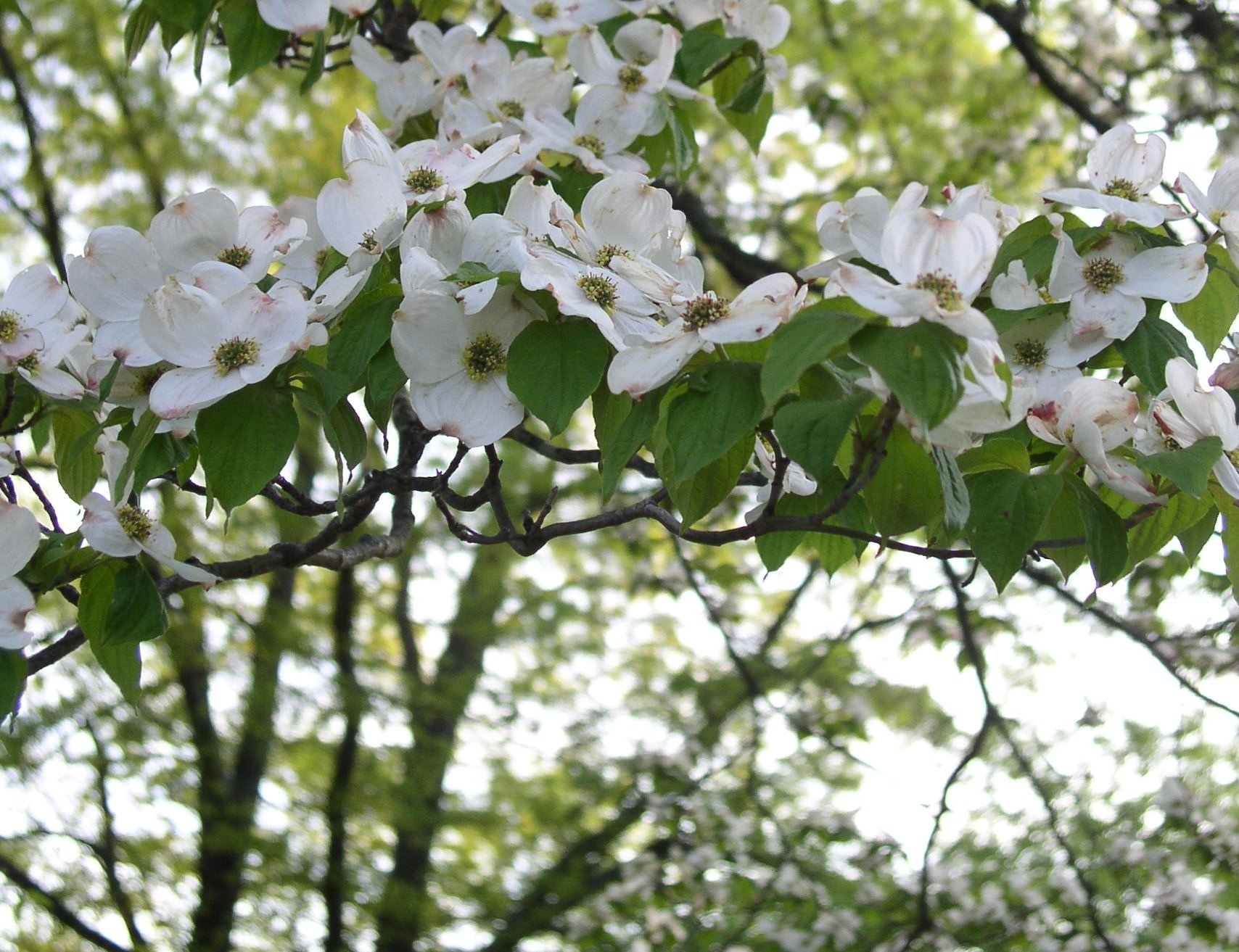 HD desktop wallpaper featuring a close-up of a dogwood tree branch in full spring bloom with white flowers and green leaves against a soft natural background.