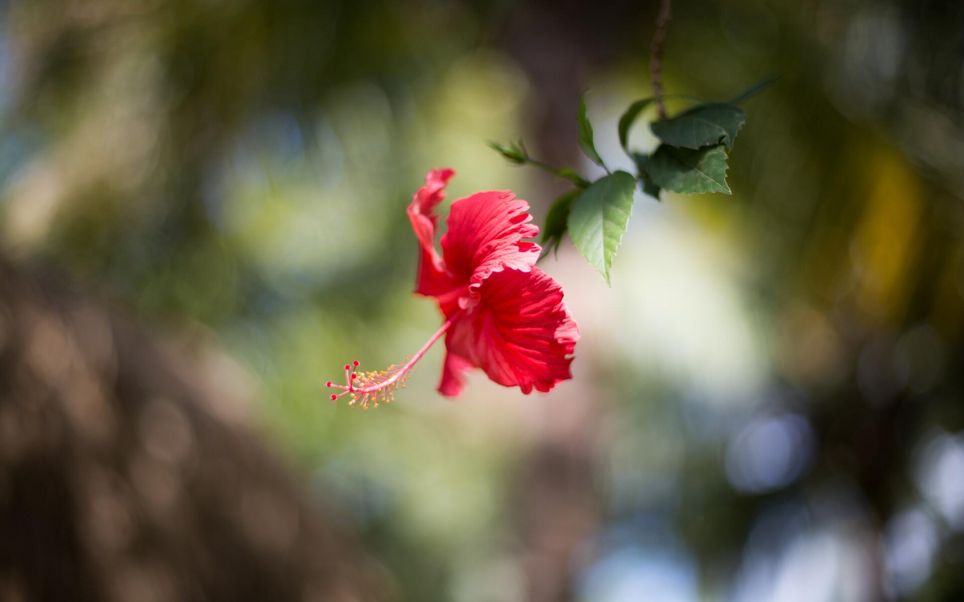 HD desktop wallpaper showcasing a vibrant red hibiscus flower in nature with a softly blurred green and brown background.