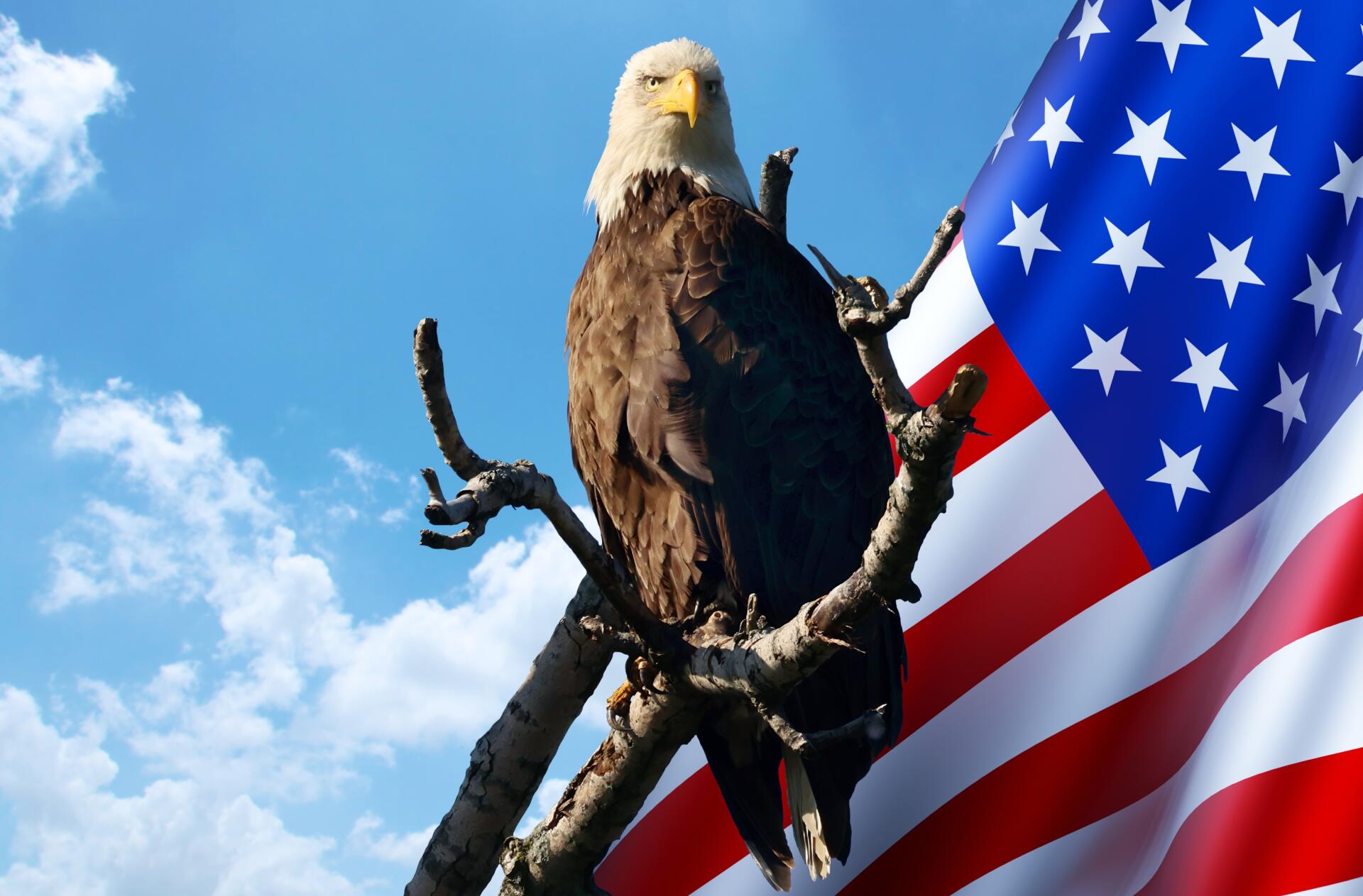 American Eagle With American Flag by Crystal2009, image size:1920x1263