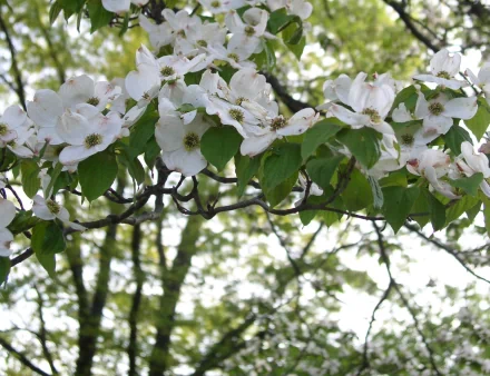 HD desktop wallpaper featuring a close-up of a dogwood tree branch in full spring bloom with white flowers and green leaves against a soft natural background.