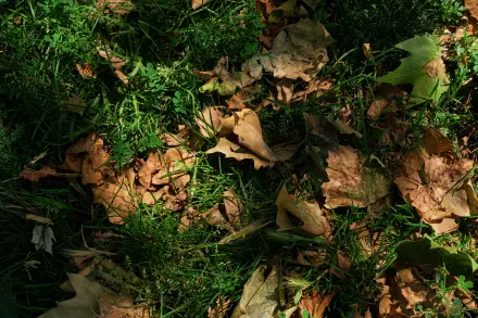 A 4K Ultra HD desktop wallpaper showing autumn fall leaves scattered on green grass in a natural outdoor setting.