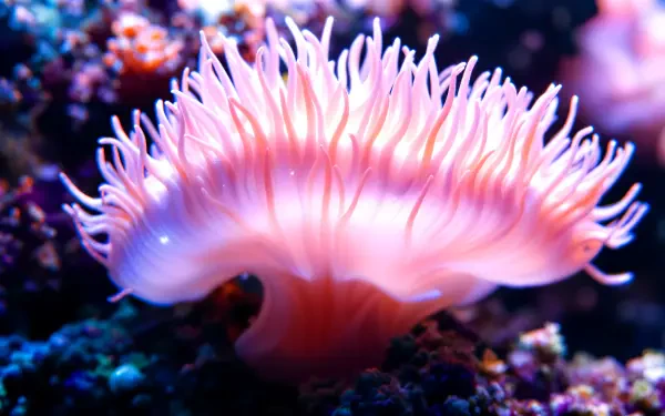 A vibrant sea anemone with delicate, flowing tentacles glows in shades of pink and purple, creating a stunning focal point for this 4K Ultra HD desktop wallpaper.